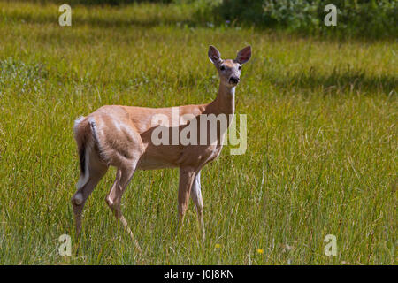 Whitetail Deer / weiß - angebundene Rotwild (Odocoileus Virginianus) weiblich / Doe am Seeufer, Kanada Stockfoto