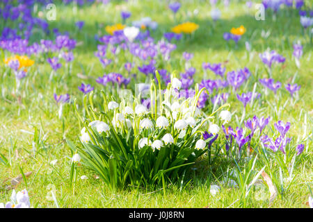 Schöne Snwoflake Frühlingsblumen blühen Stockfoto