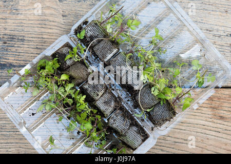 Zweizahn "BeeDance gemalt gelb" stecken in der Post gelieferte Anlagen. UK Stockfoto