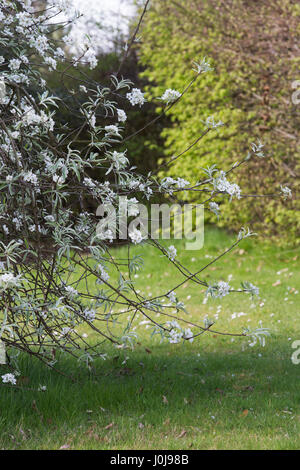 Pyrus Salicifolia "Pendel". Hängenden Weide Endivie Birne Baum Blüte im Frühjahr Stockfoto