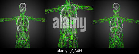 3D Rendering medizinische Illustration des lymphatischen Systems Stockfoto