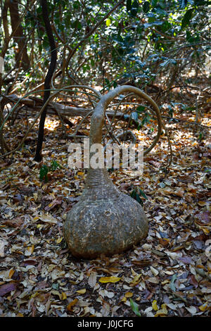 Der Elefantenfuß (Gattung Pachypodium) Anlagenbaum mit Sonderformen, Madagaskar wildernes Stockfoto