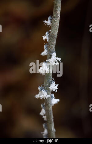 Schöne kleine weiße Flatid Planthopper Nymphe (Arten von Familie Flatidae) im Wald auf Ankarana. Madagaskars Tierwelt Stockfoto