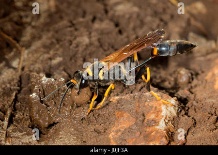 Die Nahaufnahme der gelben Schlammtaubenwespe (Sceliphron caementarium) Stockfoto