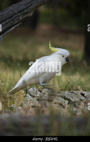 Wilde Schwefel crested Kakadu (Cacatua Galerita) auf einen umgestürzten Baumstamm mit seinem Fuß aufstehen. Sehr geringer Tiefe, mit konzentriert sich ausschließlich auf den Vogel. I. Stockfoto