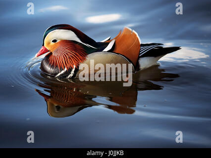 Ein Mandarin Ente auf dem Fluß Esk in East Lothian. Stockfoto