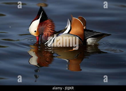 Ein Mandarin Ente auf dem Fluß Esk in East Lothian. Stockfoto