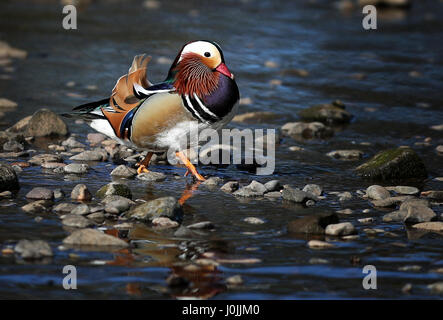 Ein Mandarin Ente auf dem Fluß Esk in East Lothian. Stockfoto