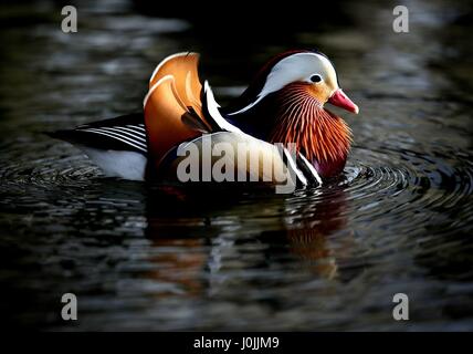 Ein Mandarin Ente auf dem Fluß Esk in East Lothian. Stockfoto