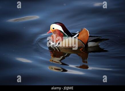 Ein Mandarin Ente auf dem Fluß Esk in East Lothian. Stockfoto