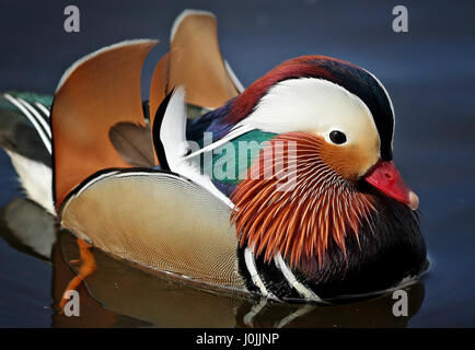 Ein Mandarin Ente auf dem Fluß Esk in East Lothian. Stockfoto