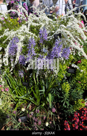 Spirea Mischpflanzungen, Camassia Leichtlinii Caerulea und Euphorbia Characias Black Pearl wächst in einem Showgarten in RHS zeigen, Cardiff, Wales UK KATHY DEWITT Stockfoto