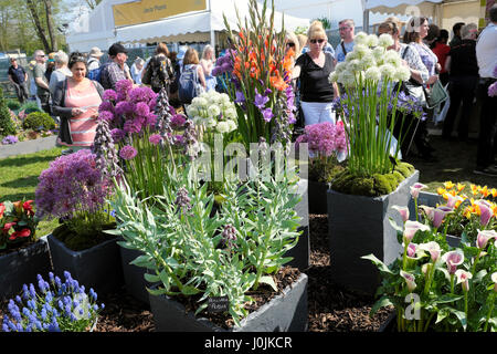 Besucher anzeigen alliums, Lilien, Traubenhyazinthen und fritilaria persica Pflanzen in Containern an Bute Park RHS Flower Show Cardiff UK KATHY DEWITT Stockfoto