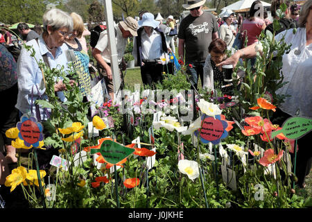 Besucher betrachten Mohnblume stall verkaufen Panama Mohn RHS Flower Show im Bute Park Cardiff, Wales UK KATHY DEWITT Stockfoto