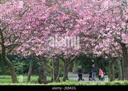 Die Menschen gehen unter Kirschblüte in voller Blüte im Saltwell Park, Gateshead. Stockfoto