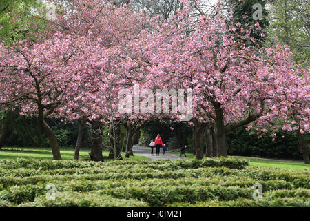 Die Menschen gehen unter Kirschblüte in voller Blüte im Saltwell Park, Gateshead. Stockfoto