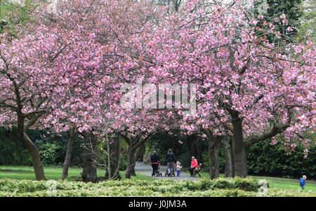 Die Menschen gehen unter Kirschblüte in voller Blüte im Saltwell Park, Gateshead. Stockfoto