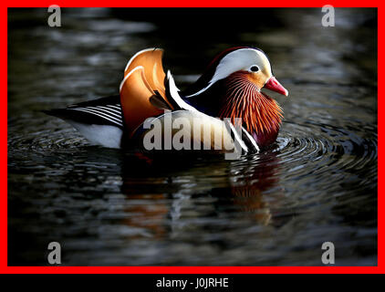 PABEST A Mandarin Ente auf dem Fluß Esk in East Lothian. Stockfoto