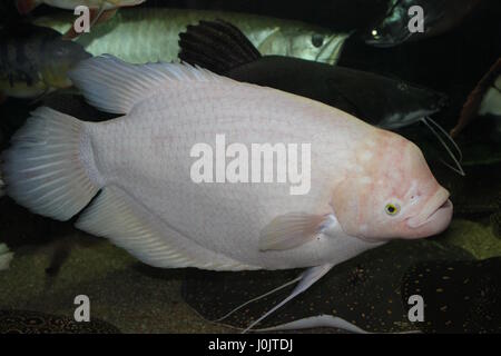 Dies ist Albino Gouramy in unserem Aquarium - 10 y. o... 70cm Stockfoto