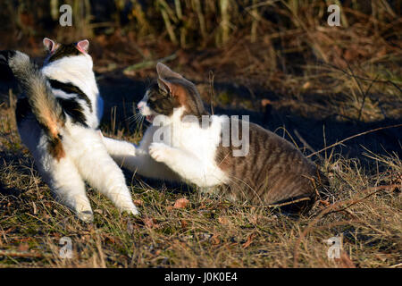Zwei Hauskatzen im freien Kampf. Stockfoto