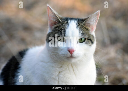 Hauskatze, Blick in die Kamera. Horizontal im freien Bild. Stockfoto