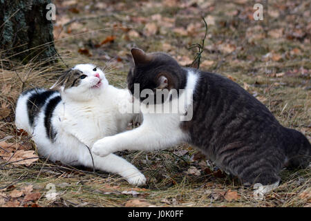 Zwei Hauskatzen kämpfen Stockfoto