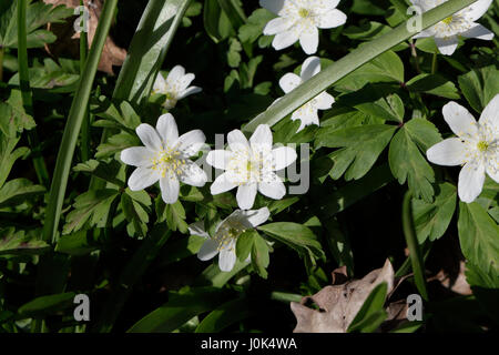 Weiße Wildwaldblumen in Blüte Holzanemone Anemonoides nemorosa Stockfoto