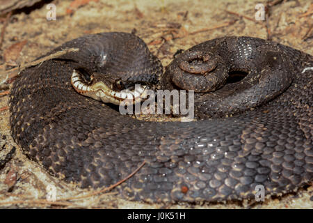 Eine östliche Hognose Schlange zusammengerollt defensiv auf den Boden. Stockfoto