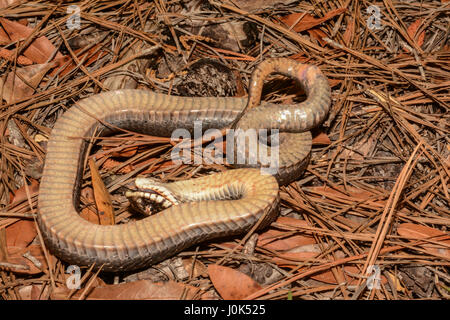 Eine östliche Hognose Schlange Tod vortäuschen. Stockfoto