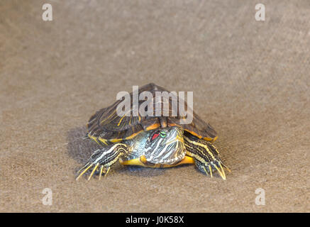 Rot-eared Slider Schildkröte auf einem beigen Hintergrund Stockfoto