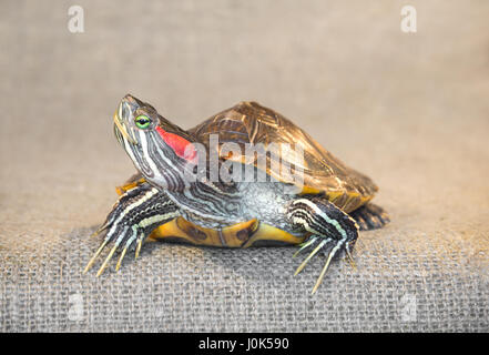 Nahaufnahme des Schiebereglers rot-Schmuckschildkröte Sumpfschildkröte. Stockfoto