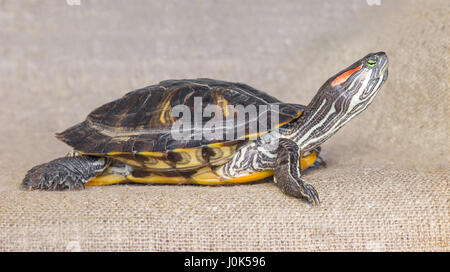 Nahaufnahme des Schiebereglers rot-Schmuckschildkröte Sumpfschildkröte. (6) Stockfoto