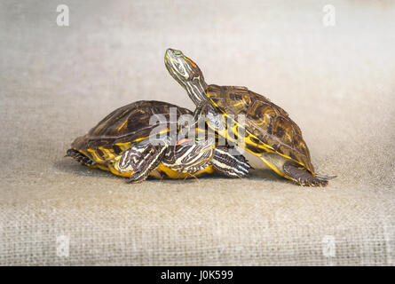 Zwei Schildkröten auf einem Hintergrund von Sackleinen Stockfoto