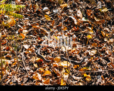 Schwarze Schlange Addierer in trockene Blätter im Wald im Herbst. Stockfoto