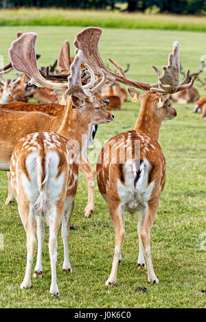 Die Hirsche auf dem Rasen im Park Stockfoto