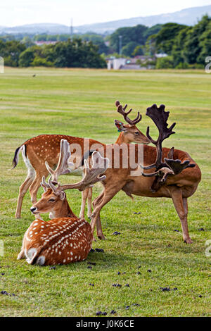 Die Hirsche auf dem Rasen im Park Stockfoto