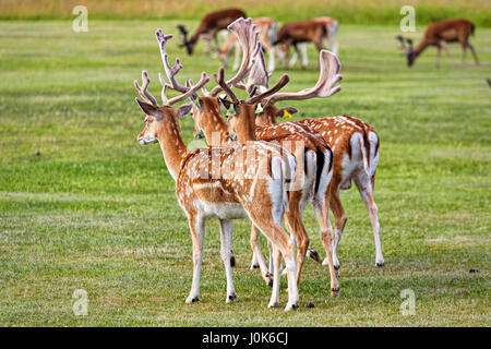 Die Hirsche auf dem Rasen im Park Stockfoto