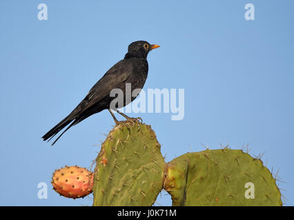 Amsel auf Stachelige Birne Stockfoto