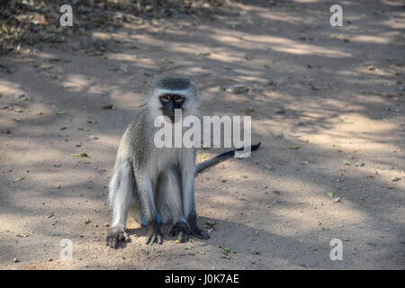 Vervet Affen, Chlorocebus Pygerythrus, sitzen auf dem Boden, Krüger Nationalpark, Südafrika Stockfoto