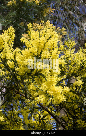 Acacia Pravissima Blüten im Frühjahr. Stockfoto