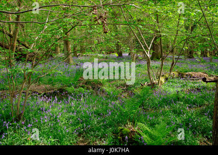 Glockenblumen in Ashdown Forest Stockfoto