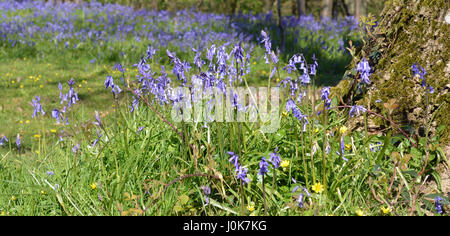 Glockenblumen in Ashdown Forest Stockfoto