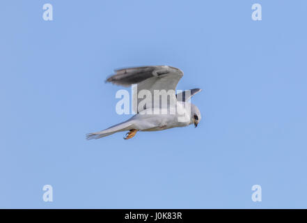 White-tailed Kite - Elanus Leucurus, Erwachsener. Stockfoto