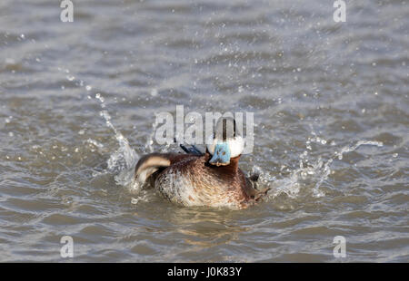 Ruddy Duck (Oxyura Jamaicensis) waten mit Wassertropfen Plätschern. Stockfoto