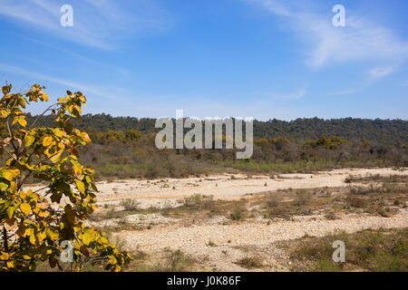 ein ausgetrocknetes Flussbett mit weißen Kieselsteinen zwischen Bäumen und Vegetation im Naturschutzgebiet des Kalesar Nationalpark Nordindien unter blauem Himmel in springt Stockfoto