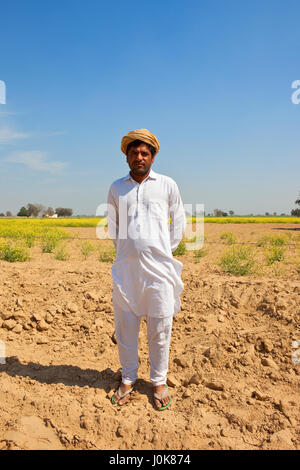 ein junger Rajasthan Bauer mit Turban und weißer Salwar Kameez stehen auf sandigen Böden mit Senf ernten im Hintergrund unter einem strahlend blauen Himmel Stockfoto