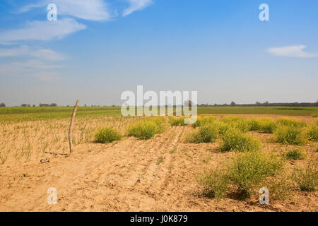 eine sandige Agrarlandschaft in Rajasthan Indien mit Küken Erbse und Senf Kulturen in der Nähe von Akazien bei blau bewölktem Himmel im Frühling Stockfoto