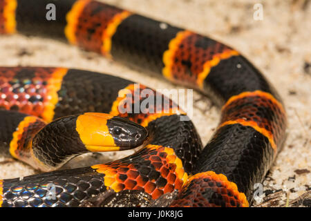 Eine Nahaufnahme der östlichen Korallenschlange am Apalachicola National Forest in Florida. Stockfoto