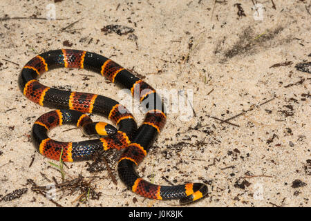 Eine Nahaufnahme der östlichen Korallenschlange am Apalachicola National Forest in Florida. Stockfoto