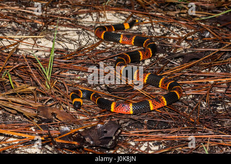 Eine Nahaufnahme der östlichen Korallenschlange am Apalachicola National Forest in Florida. Stockfoto